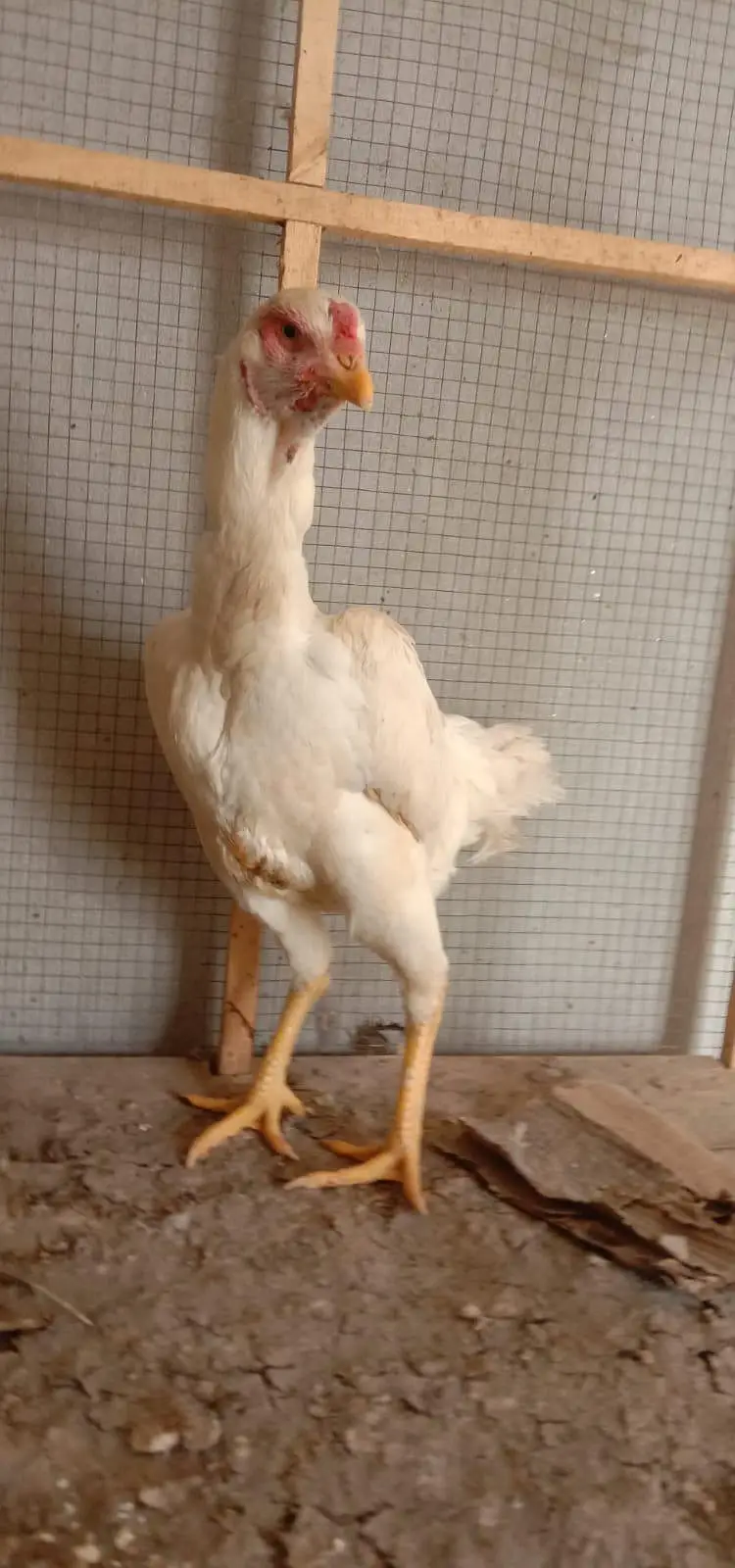 Pure White German O-Shamo Female for Sale — photo 2