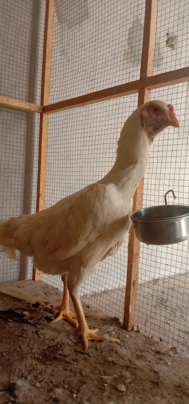 Pure White German O-Shamo Female for Sale — photo 3