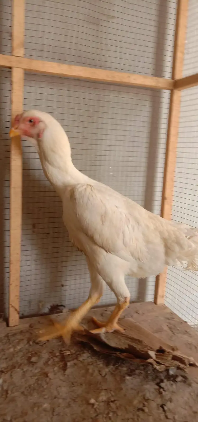 Pure White German O-Shamo Female for Sale — photo 4