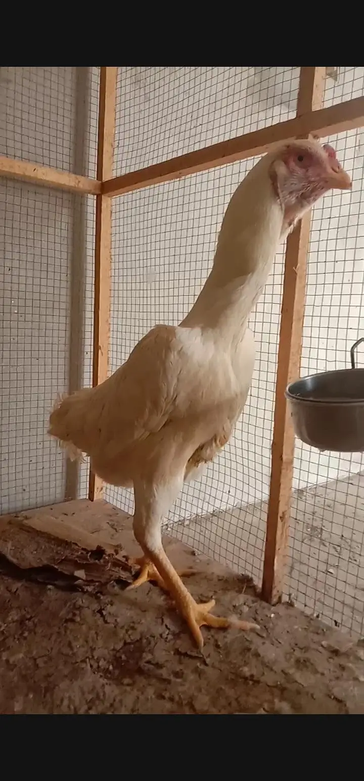 Pure White German O-Shamo Female for Sale — photo 5
