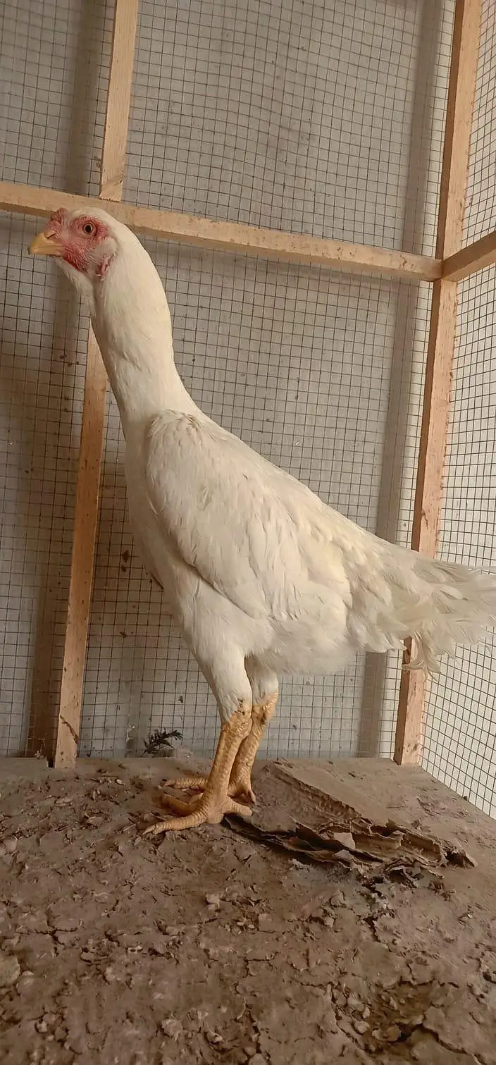 Pure White German O-Shamo Female for Sale — photo 6