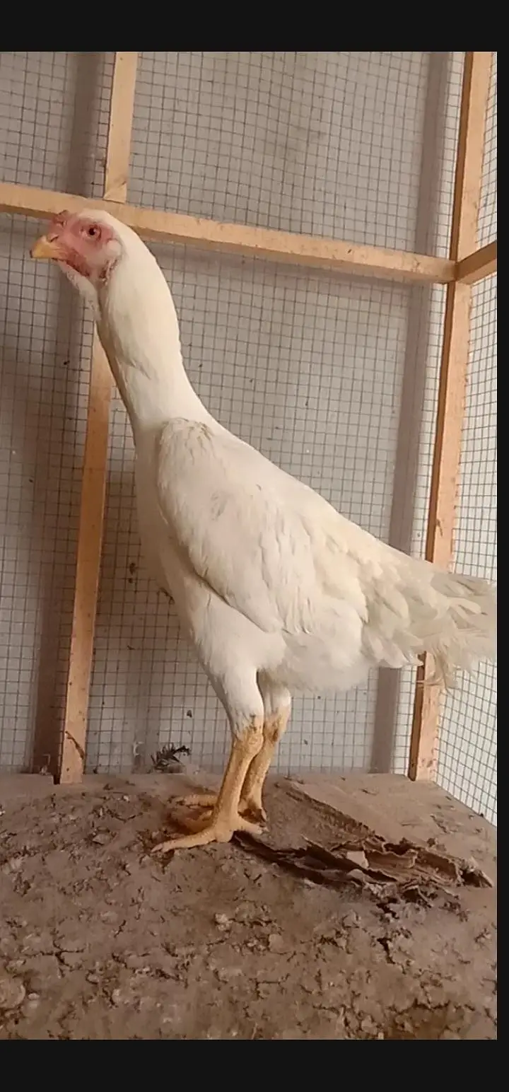 Pure White German O-Shamo Female for Sale — photo 7