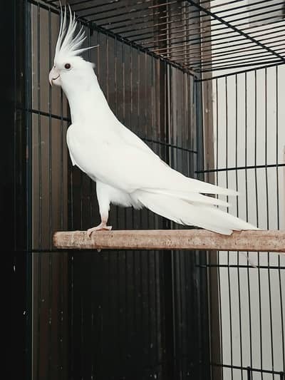 RED EYES ENO BREEDER PAIR