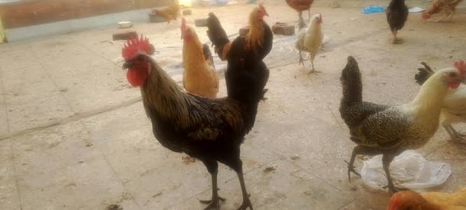 Desi Murghe Hens for Sell