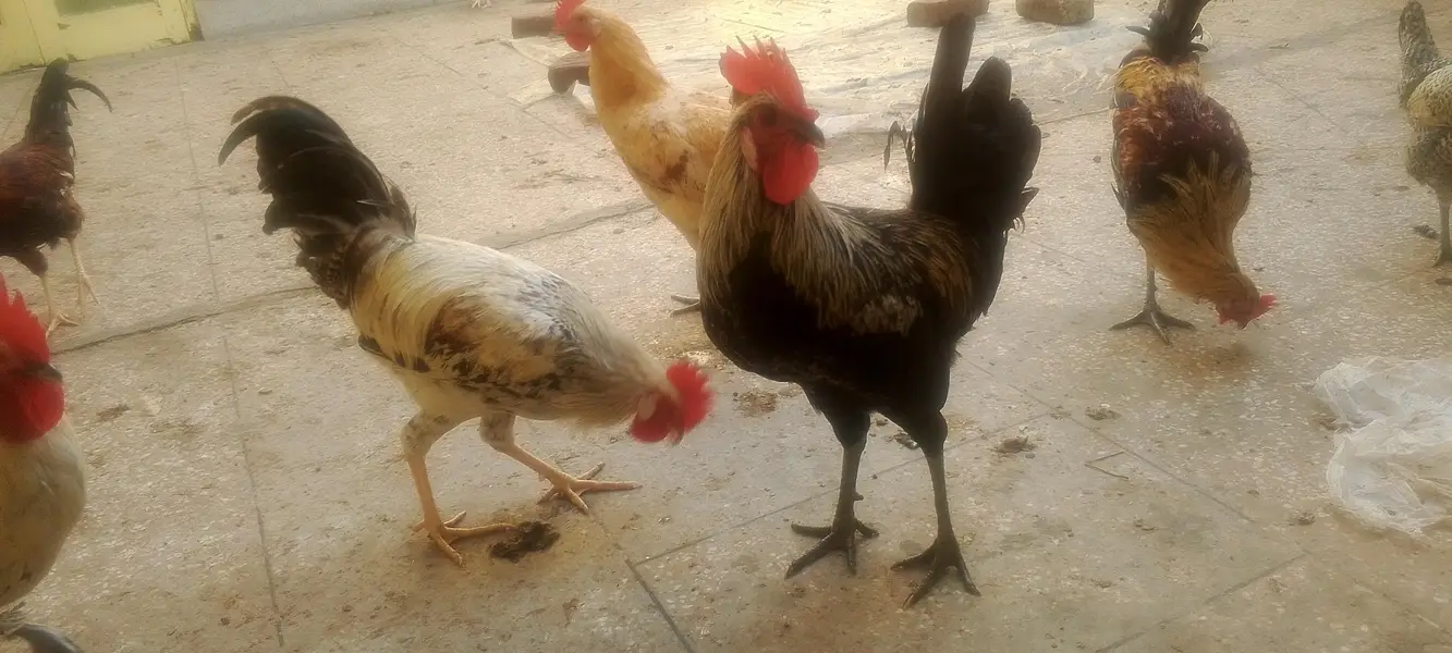 Desi Murghe Hens for Sell — photo 2