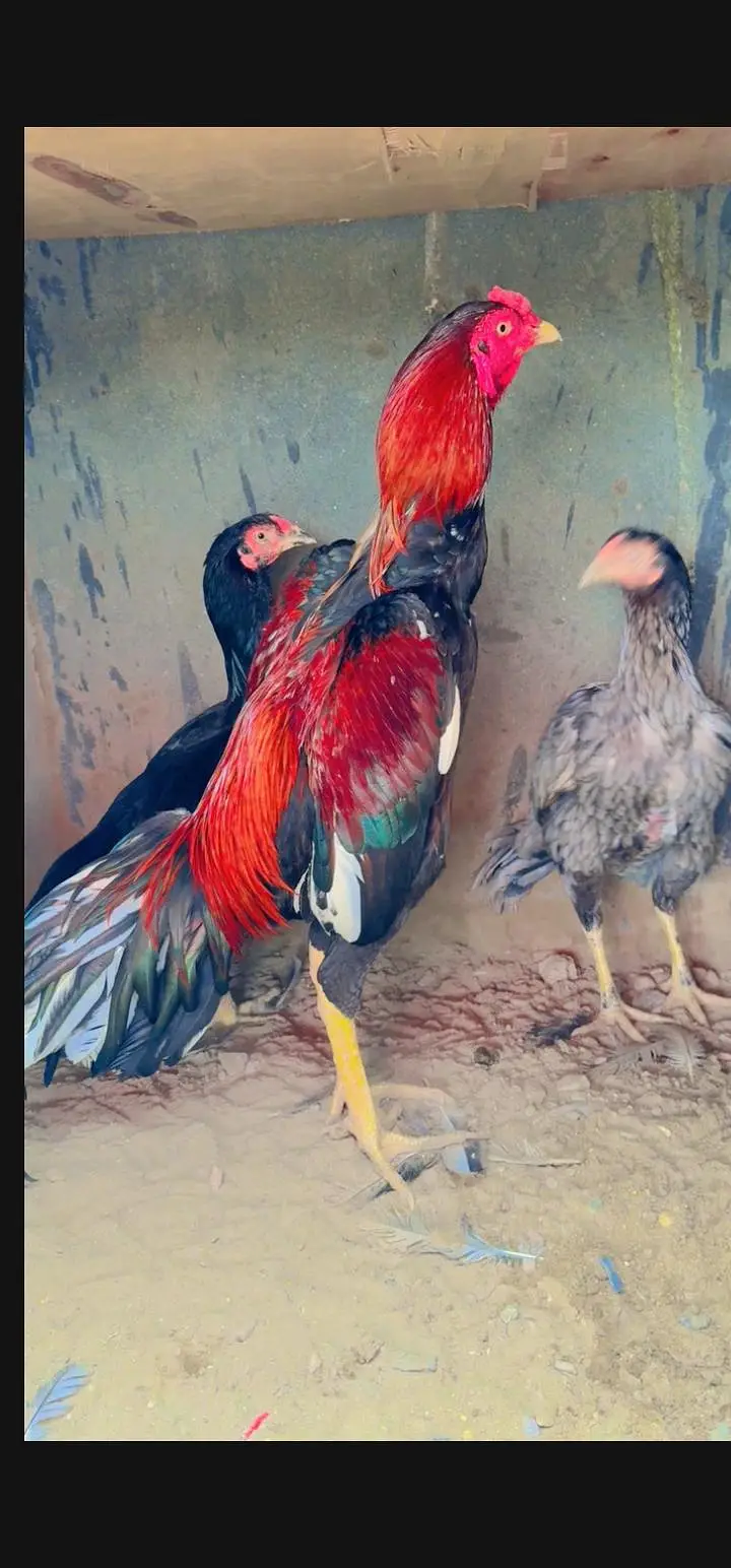 Lakha Mianwali Aseel 1 Male 2 Female Sale  VIP Quality — photo 2