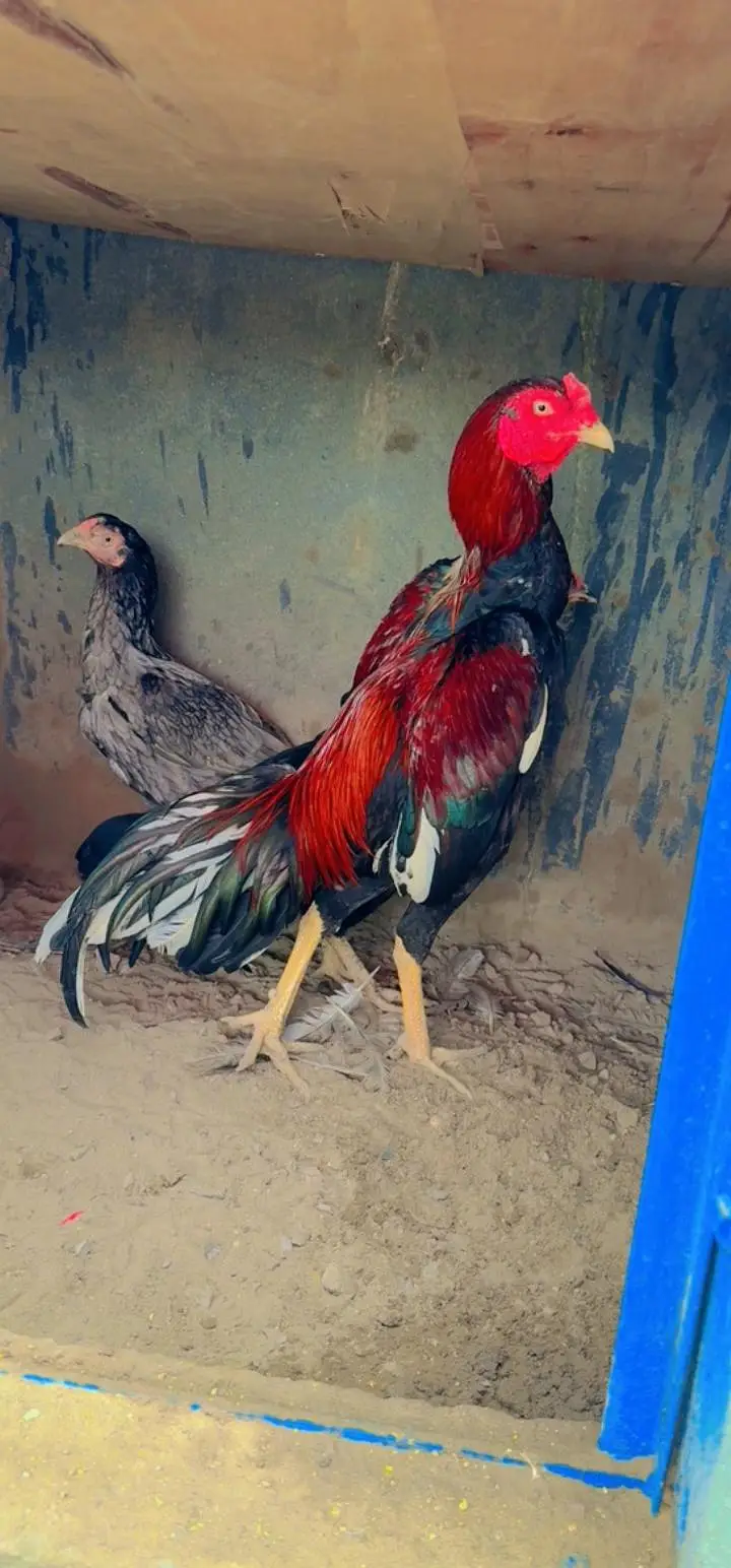 Lakha Mianwali Aseel 1 Male 2 Female Sale  VIP Quality — photo 3
