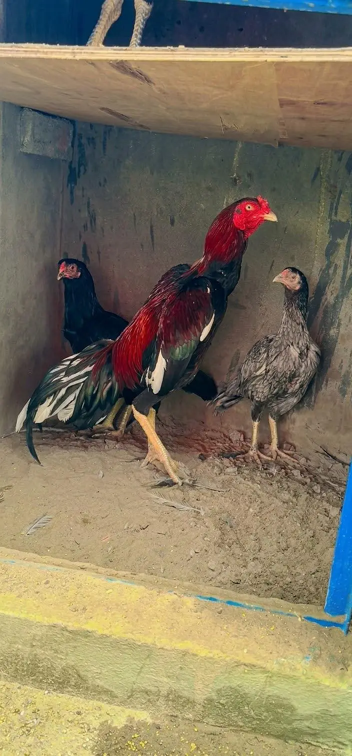 Lakha Mianwali Aseel 1 Male 2 Female Sale  VIP Quality — photo 4