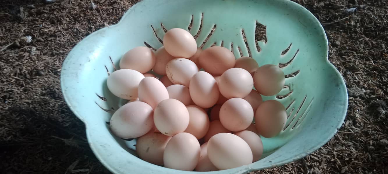 Desi Eggs Available 0