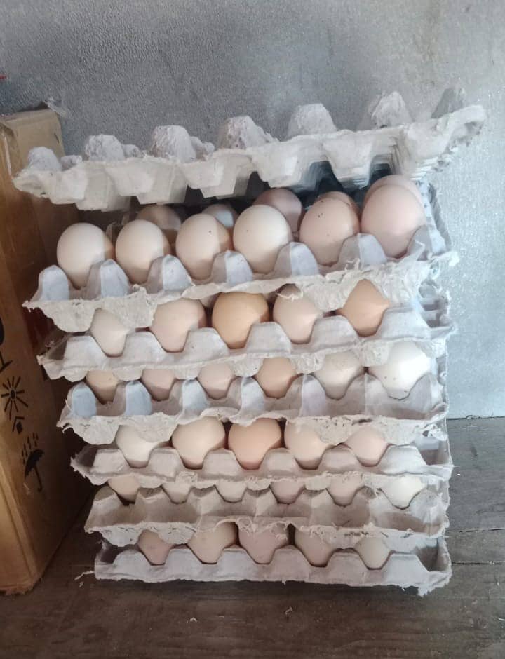 Desi Eggs Available 1