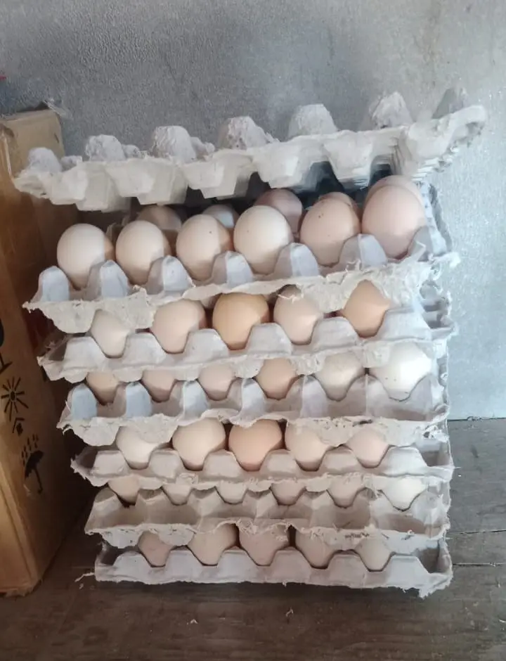 Desi Eggs Available — photo 2