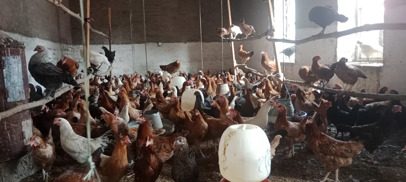 Desi Eggs Available — photo 3