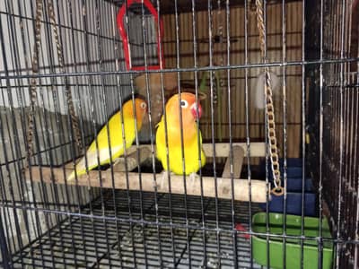 love bird pair with cage and all accessories