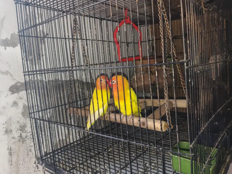 love bird pair with cage and all accessories — photo 2