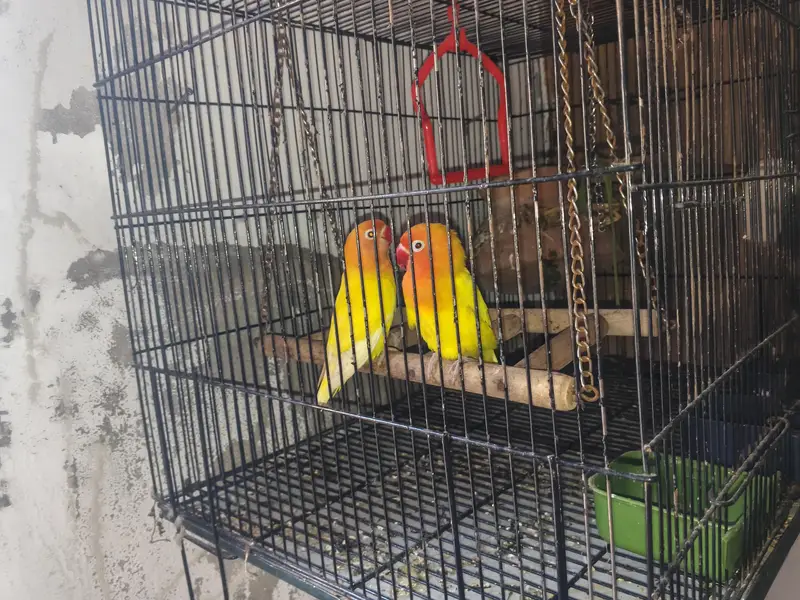 love bird pair with cage and all accessories — photo 3