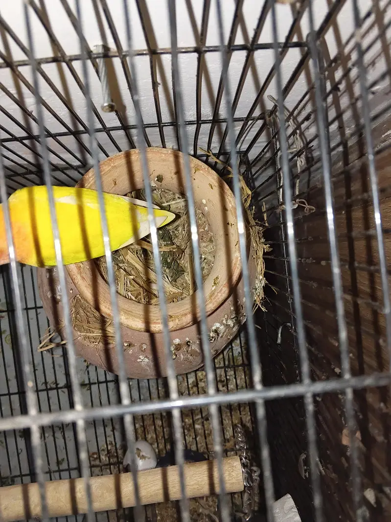 love bird pair with cage and all accessories — photo 4