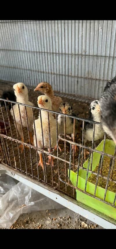 Mianwali Aseel Chicks for Sale | 10 Healthy & Active 25–30 Days Old