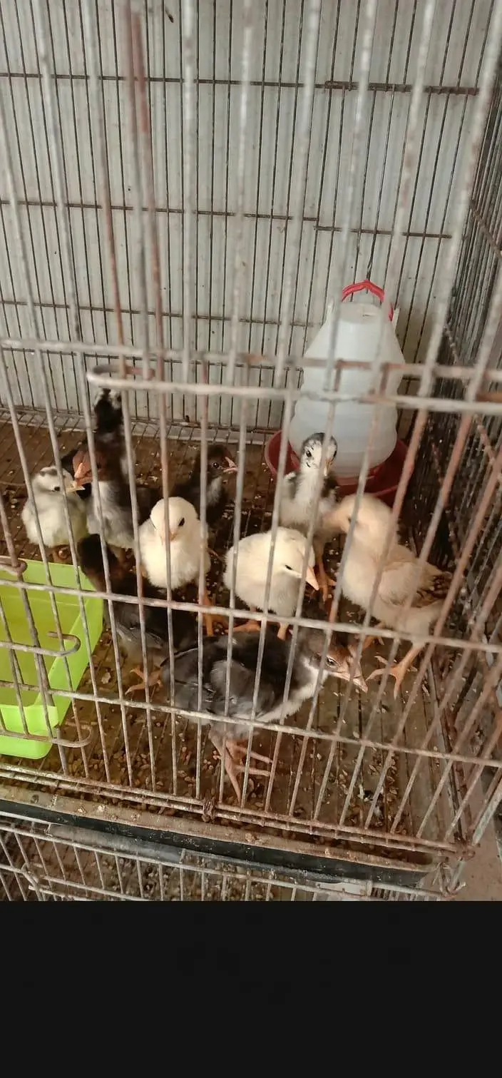 Mianwali Aseel Chicks for Sale | 10 Healthy & Active 25–30 Days Old — photo 2