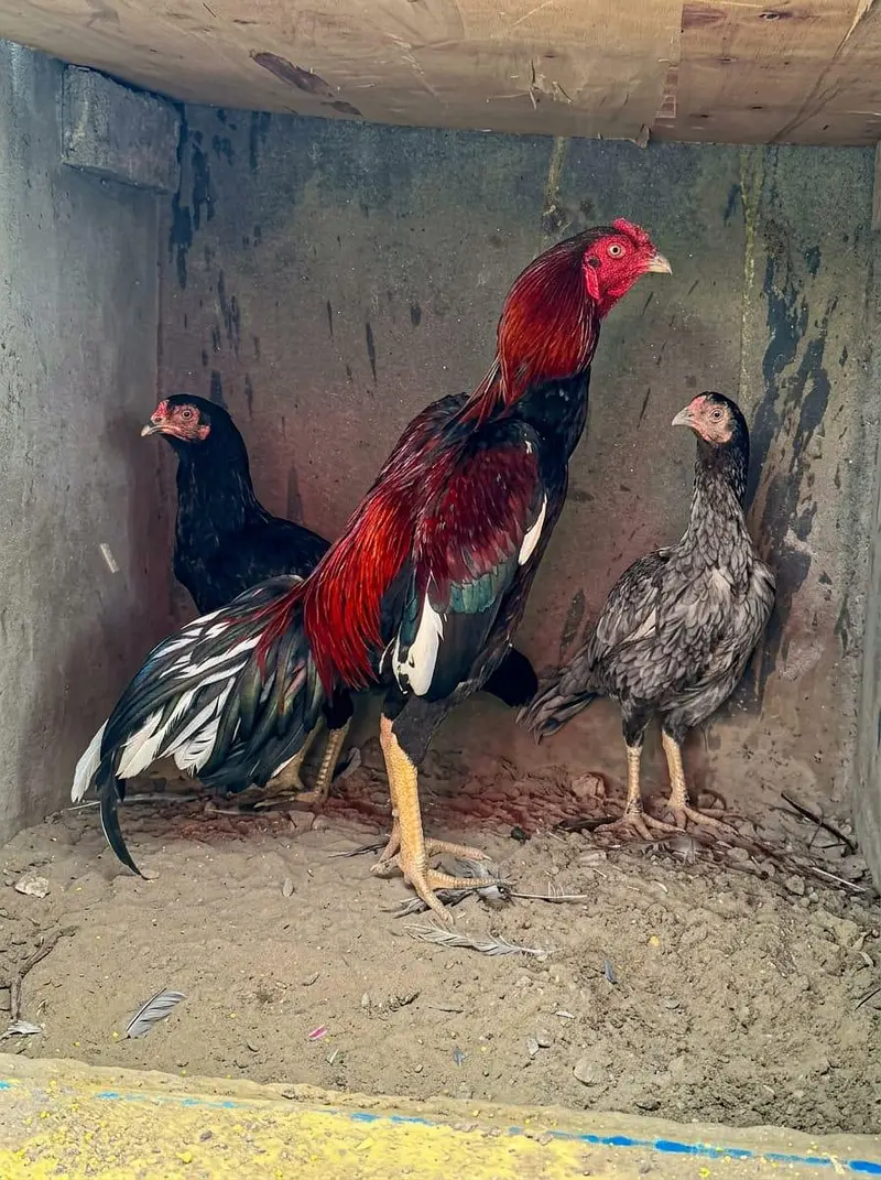 Mianwali Aseel Chicks for Sale | 10 Healthy & Active 25–30 Days Old — photo 3
