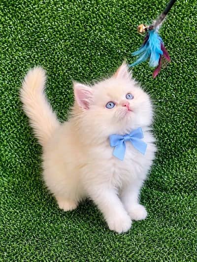 Cat | kittens | Persian | 3 Cote | Fluffy Wtsp msg 0348%ŌI6%3Ô63
