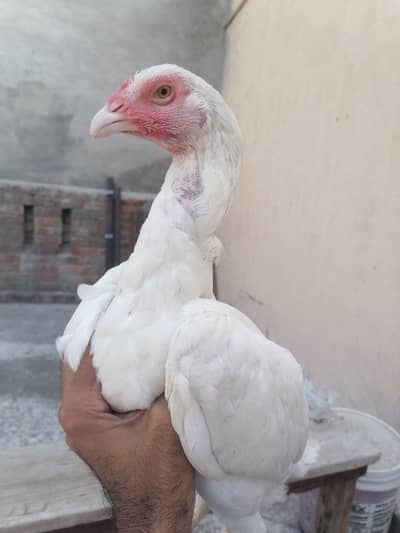 Heera aseel madi