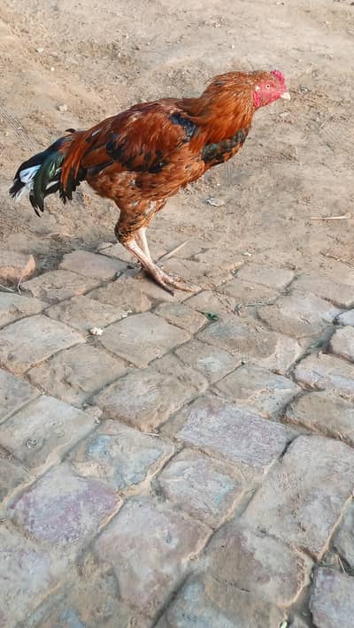 murga for sale