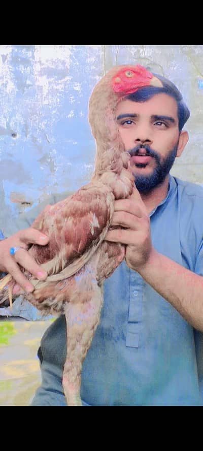 Pakistani+burmii cros patha