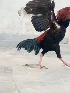 Aseel pathy pathian murghy murghi roster all age