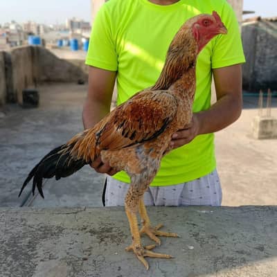 Shamo Plus Peela Jora for Sale  2 Feet Height  Healthy & Good Quality