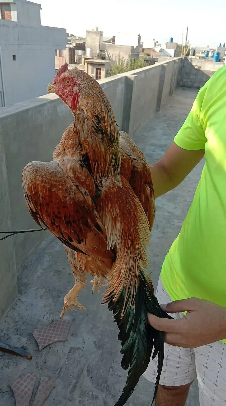 Shamo Plus Peela Jora for Sale  2 Feet Height  Healthy & Good Quality — photo 3