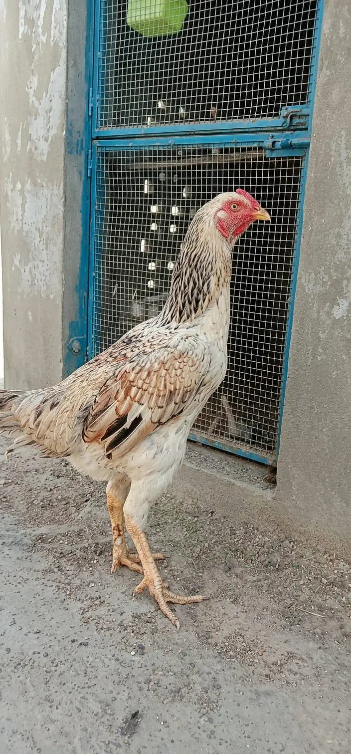 Shamo Plus Peela Jora for Sale  2 Feet Height  Healthy & Good Quality — photo 4