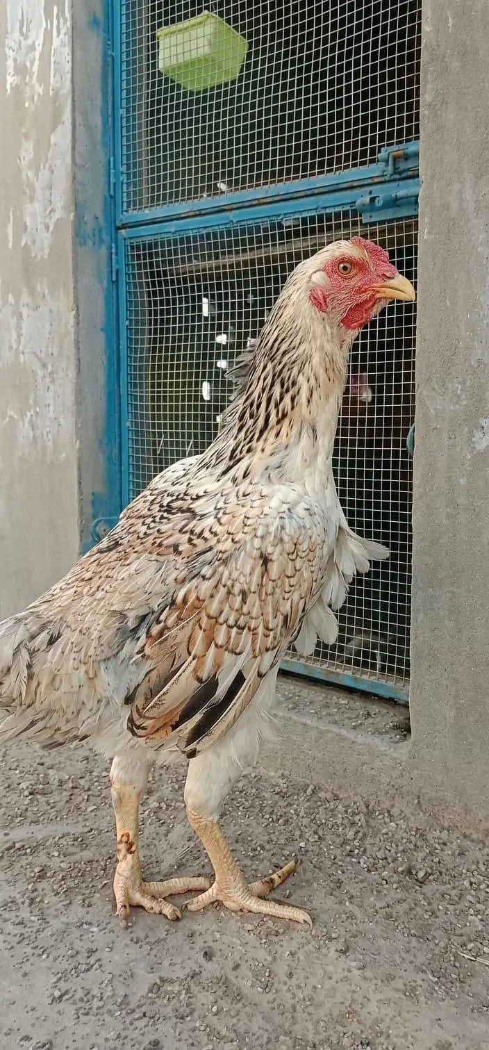 Shamo Plus Peela Jora for Sale  2 Feet Height  Healthy & Good Quality — photo 5