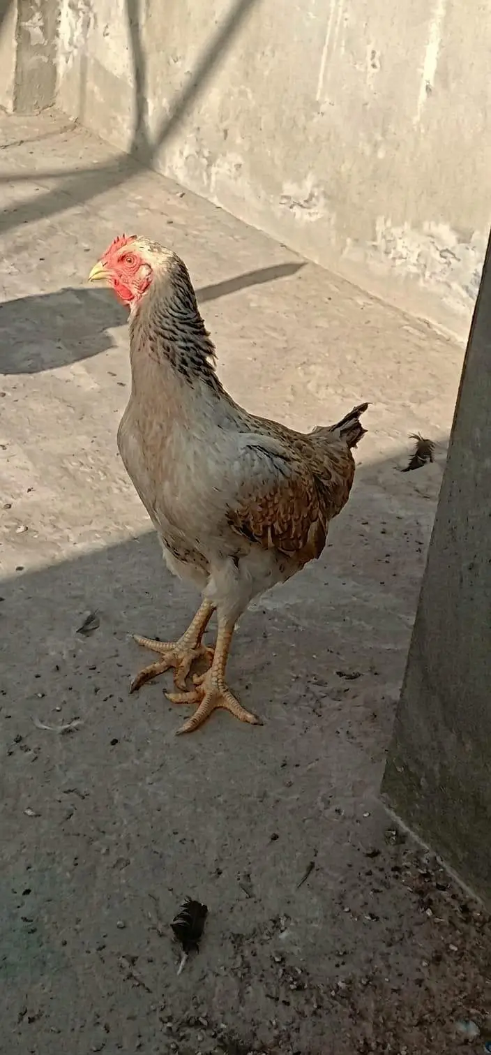 Shamo Plus Peela Jora for Sale  2 Feet Height  Healthy & Good Quality — photo 6
