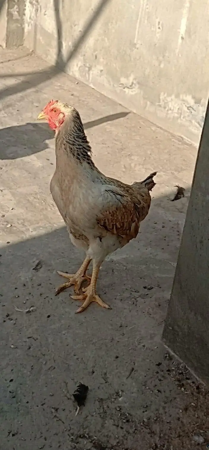 Shamo Plus Peela Jora for Sale  2 Feet Height  Healthy & Good Quality — photo 7