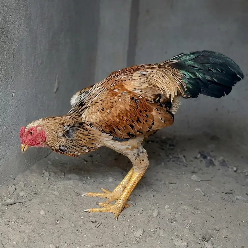 Shamo Plus Peela Jora for Sale  2 Feet Height  Healthy & Good Quality — photo 9