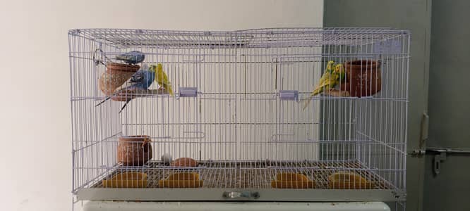 perrot cage  + 3breeder pair of pegion new cage