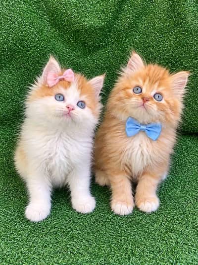 Cat | kittens | Persian | 3 Cote | Fluffy Wtsp msg 0348™ŌI6™3Ô63