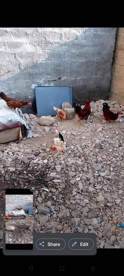mashallah health or active hen