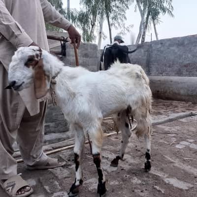 Bakra for sale