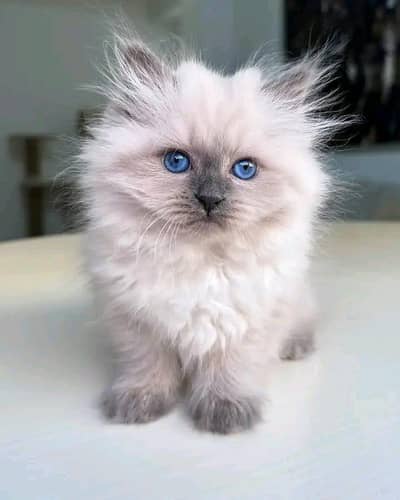 Cat | kittens | Persian | Male | Female | Pair |Wtsp me 0348°OI63°Ö63