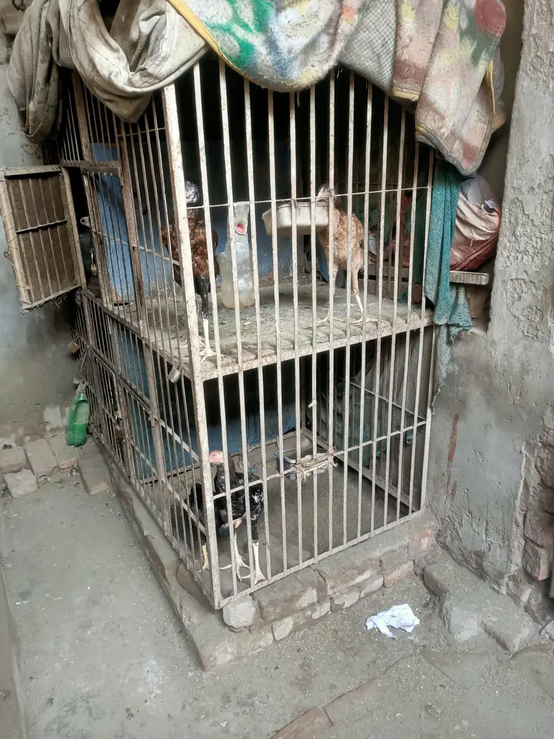 hen cage 4 sides
