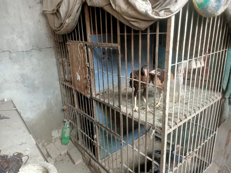 hen cage 4 sides — photo 2
