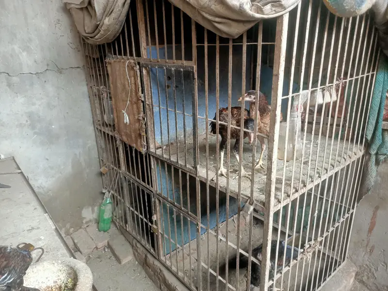 hen cage 4 sides — photo 3