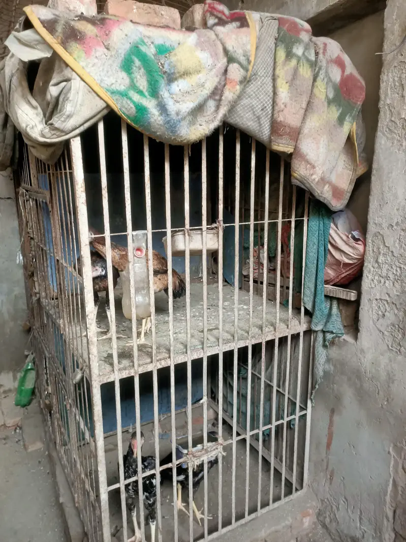 hen cage 4 sides — photo 4