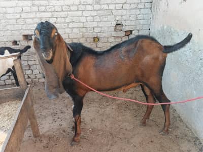 Nagra betal Bakra achi hight wala breeder Bakra fresh 4 dant howa abhi
