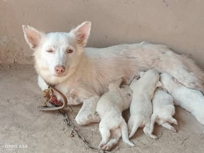 Pink Nose zero size. Healthy and Active