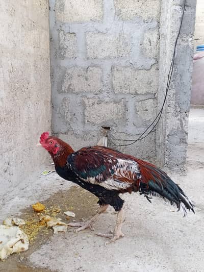 aseel Ghar ka phala hua pair