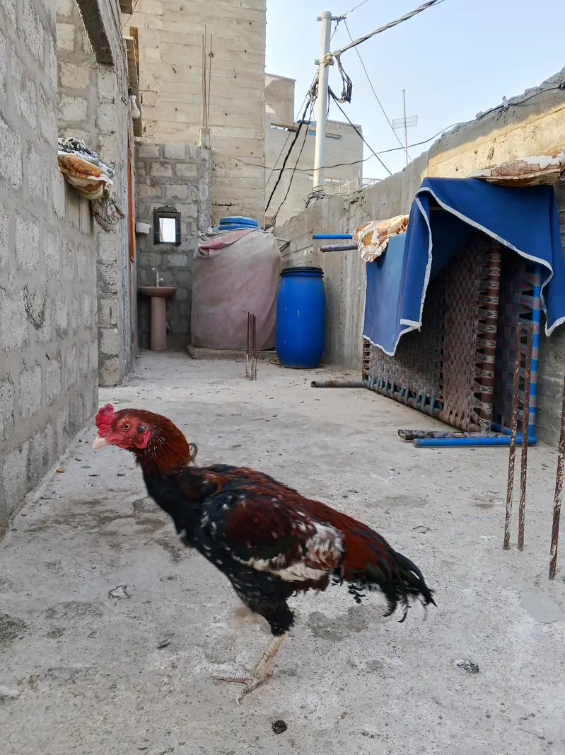 aseel Ghar ka phala hua pair — photo 2