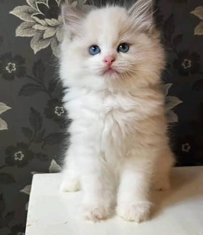 Cat | kittens | Persian | 3 Cote | Fluffy Wtsp msg 0348^ŌI6^3Ô63