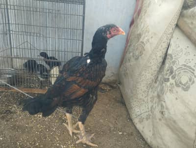 chena murgha aur 3 murgian